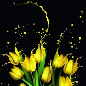 合成花液喷溅的郁金香花朵图片的PS教程