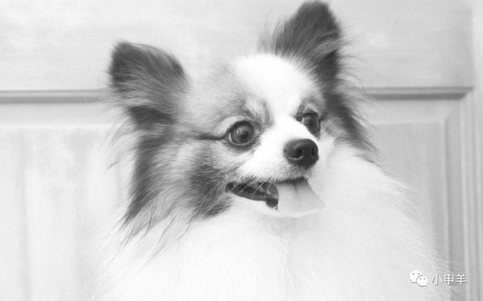 Photoshop使用通道工具抠出可爱的狗狗