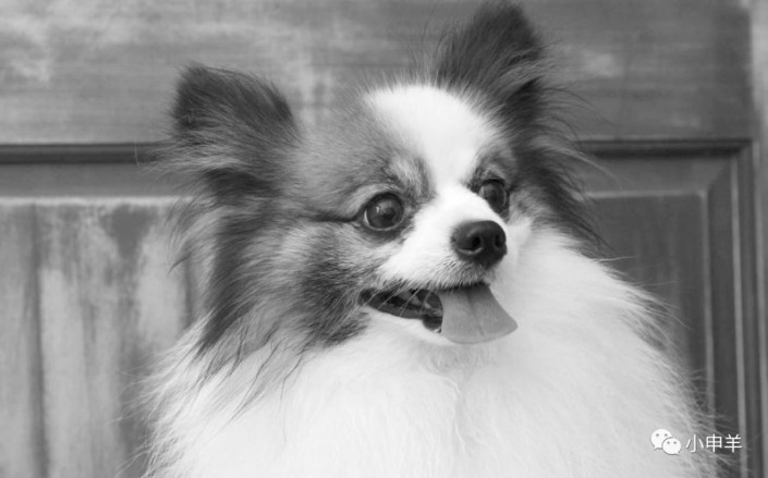 Photoshop使用通道工具抠出可爱的狗狗